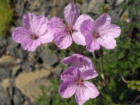Erodium absinthoides
